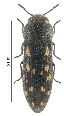 Acmaeodera boreoafricana