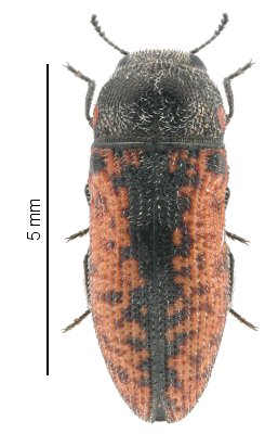 Acmaeodera rubromaculata
