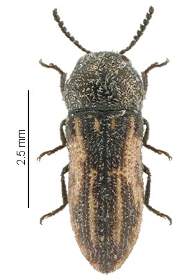 Acmaeoderella elegans