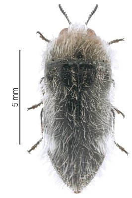 Acmaeoderella lanuginosa