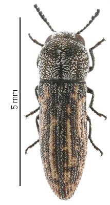 Acmaeoderella pharao