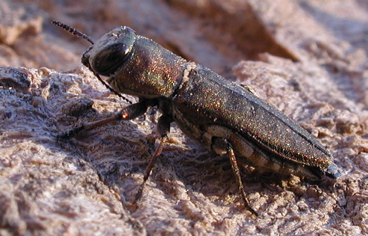 Anthaxia congregata
