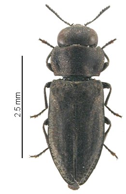 Anthaxia funerula