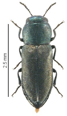 Anthaxia pulex