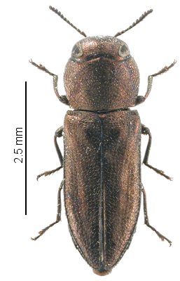 Anthaxia sedilloti
