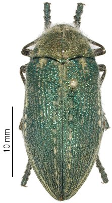 Julodis aecquinoctialis