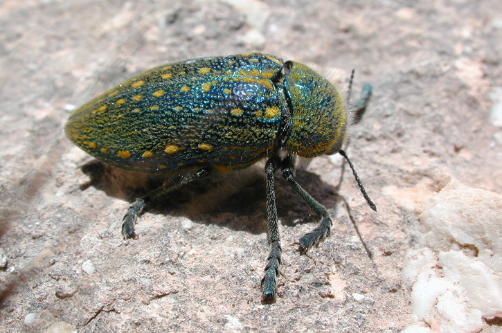 Julodis aecquinoctialis