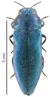 Meliboeus amethystinus