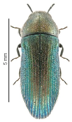 Ptychomus foudrasi