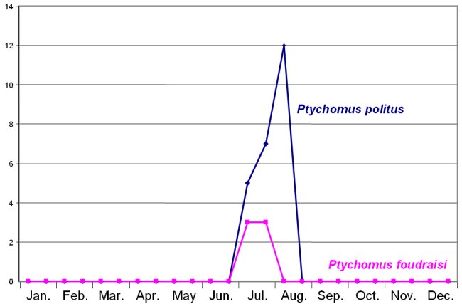 Ptychomus politus