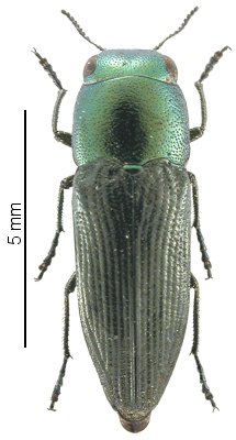 Sphenoptera chobauti