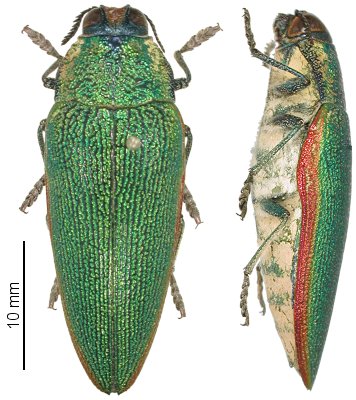 Steraspis squamosa