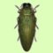 Buprestidae List