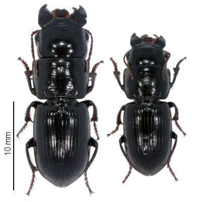 Acinopus doderoi