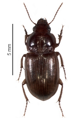 Amara (Acorius) metallescens