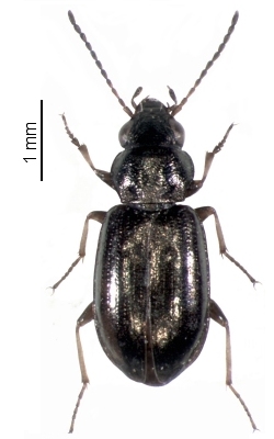 Bembidion (Neja) ambiguum
