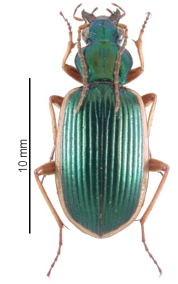 Chlaenius (Chlaenites) spoliatus 