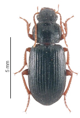 Ophonus (Hesperophonus) subquadratus