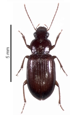 Ophonus (Metophonus) syriacus