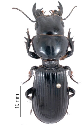 Scarites (Scallophorites) striatus