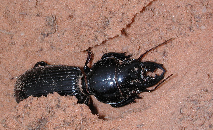 Scarites striatus