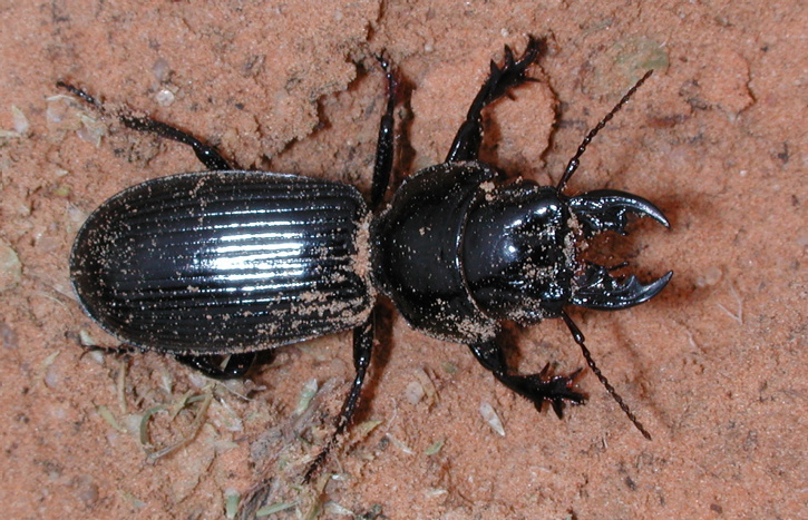 Scarites striatus