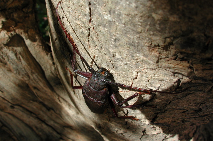 Prinobius myardi