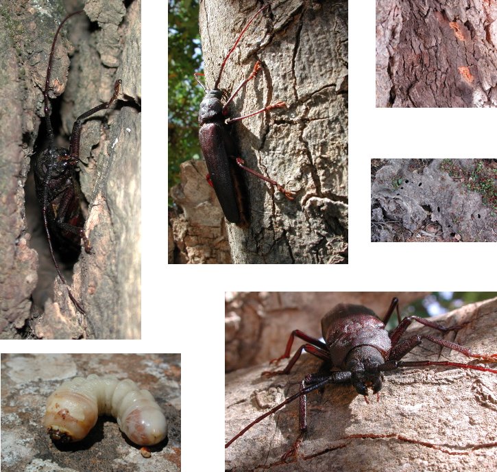 Prinobius myardi