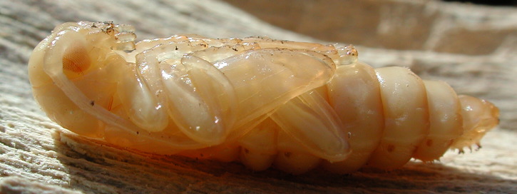 Trichoferus griseus