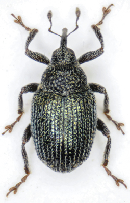 Ceutorhynchus_intersetosus.jpg