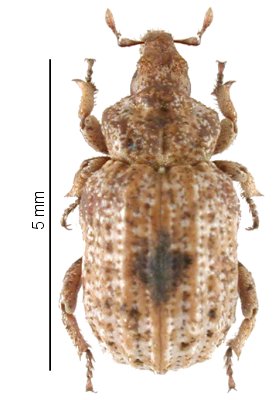 Entomoderus_sabulicola.jpg