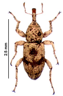 Geranorhinus_brunneofasciatus.jpg