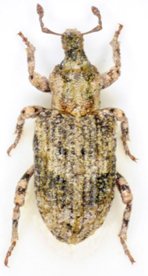 Gronops_fasciatus.jpg