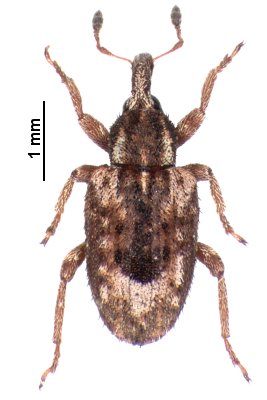 Limobius mixtus