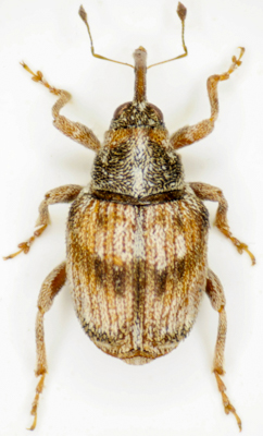 Mesoxyonyx_syriacus.jpg