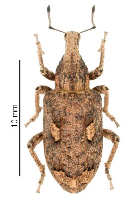 Rhytideres plicatus