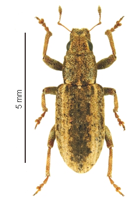 Sitona cornutus