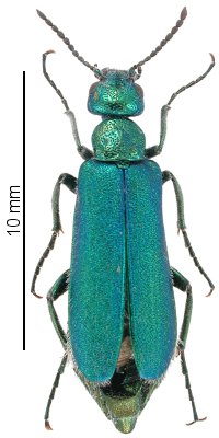 Alosimus viridissimus