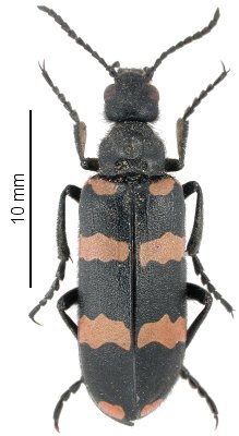 Croscherichia quadrizonata