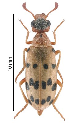 Hycleus argentifer