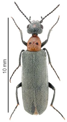 Lydomorphus chanzyi