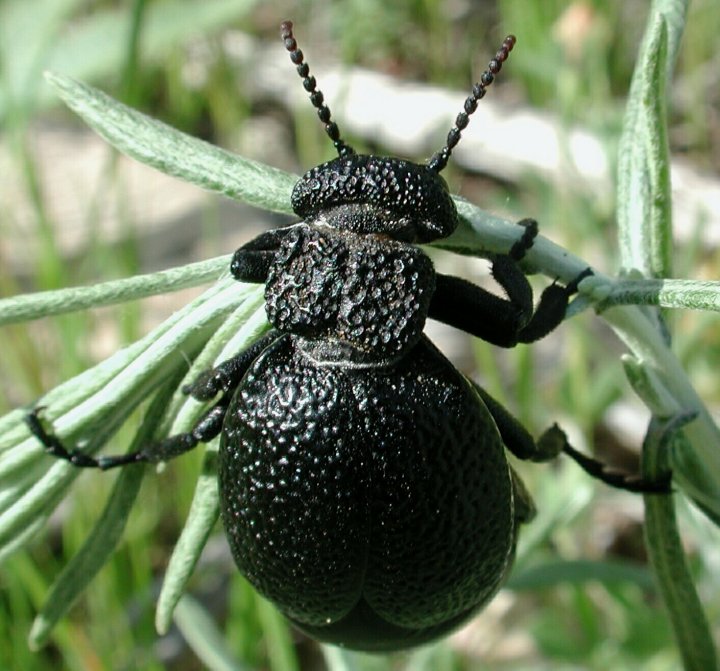 Meloe tuccius