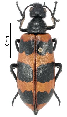 Mylabris cyrenaica