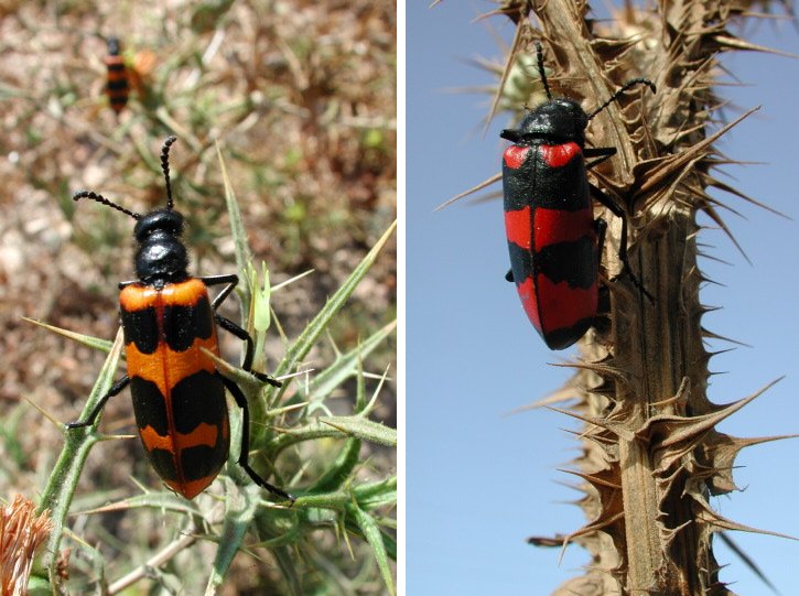 Mylabris cyrenaica