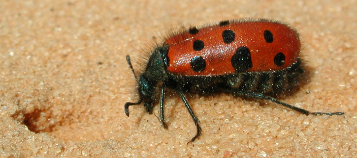 Mylabris hemprichi