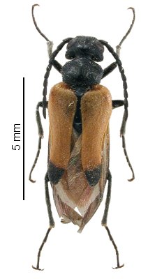 Stenoria analis