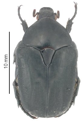 Netocia opaca