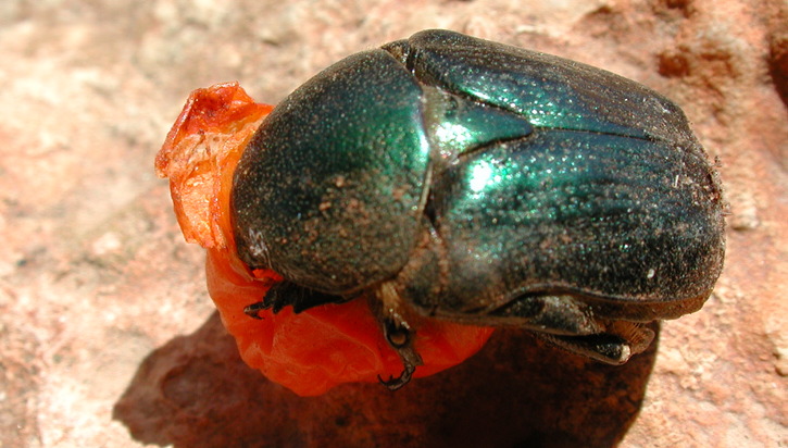 Netocia trojana