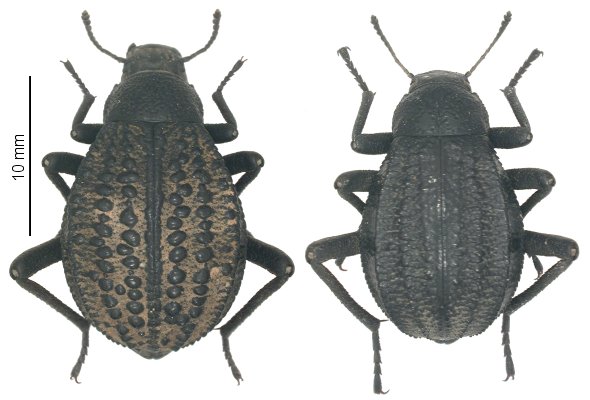 Adesmia monilis