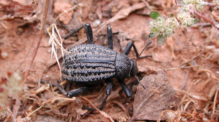 Adesmia monilis